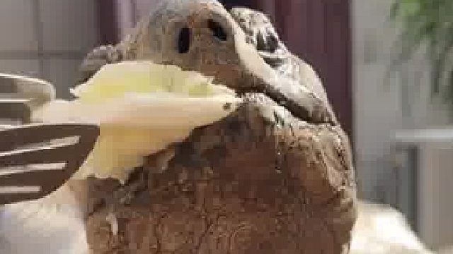 人与龟之间的信任就这么没有了