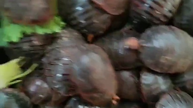 长春土鳖虫养殖欢迎您的到来