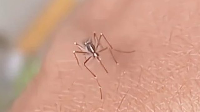 蚊子：头一次碰到这种事