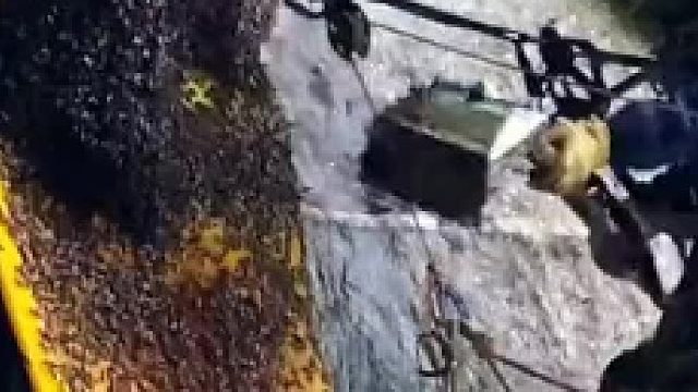 野蜂蜜卖的贵也不是没有道理