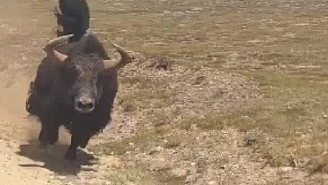 牦牛：西北大地种不出玫瑰，撞你是我最汹涌的爱意