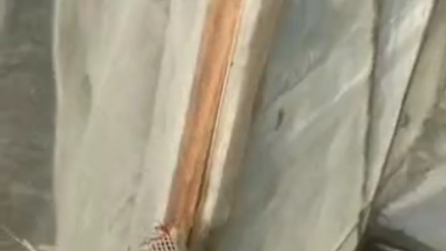 这怎么会不蜇人呢？