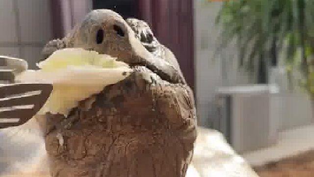 人与龟质之间的信任就这么没有了！