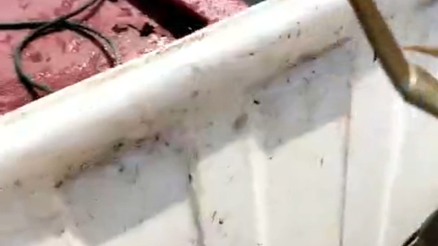 肥膘肉厚的大母蟹