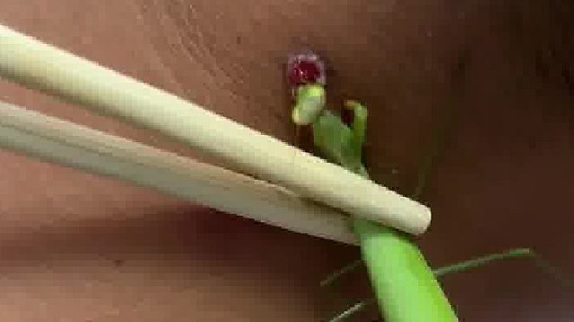 解释下，土方子，这个包叫瘊子，让螳螂吃了就不长了