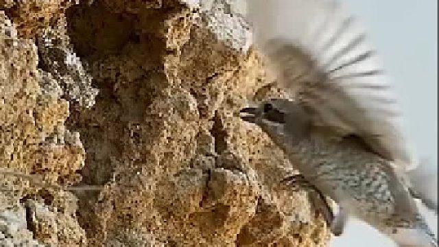 被注射毒液了，那鹰活不了多久了