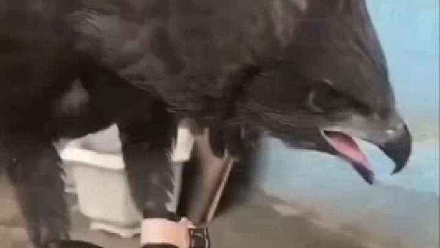 不怒而威！在老鹰的注视下，狗子一脸惊慌