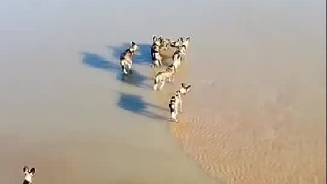 动物界生存法则