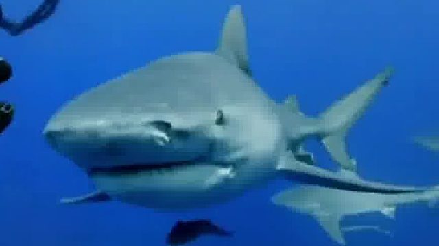 巡海员经常投喂偶遇的鲨鱼，没想到它给小哥带来意外惊喜