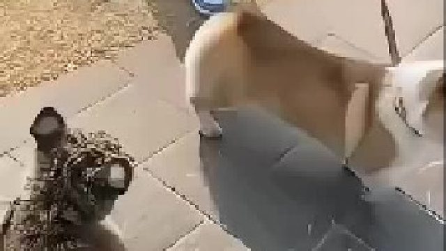 柯基还没有意识到问题严重性