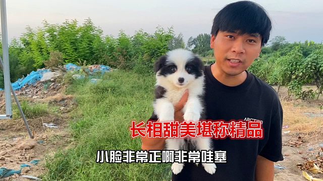 去往杭州的小边牧，一只长相甜美的小家伙，堪称精品绝对“抢”手