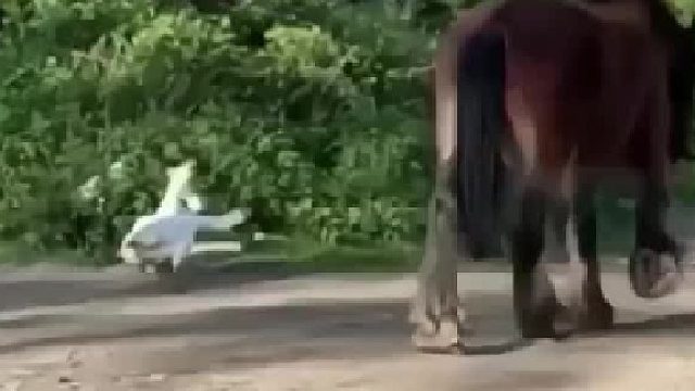 另外一只鹅说的啥求翻译！