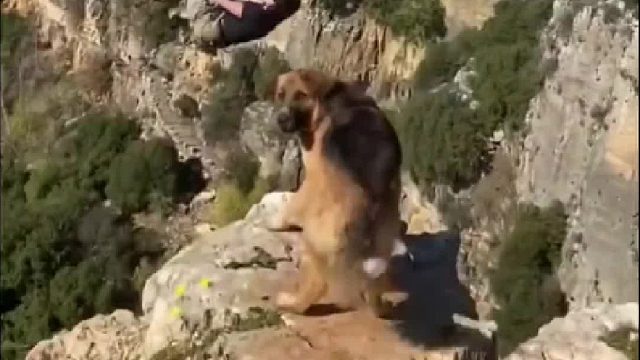 你是要害死狗不成？