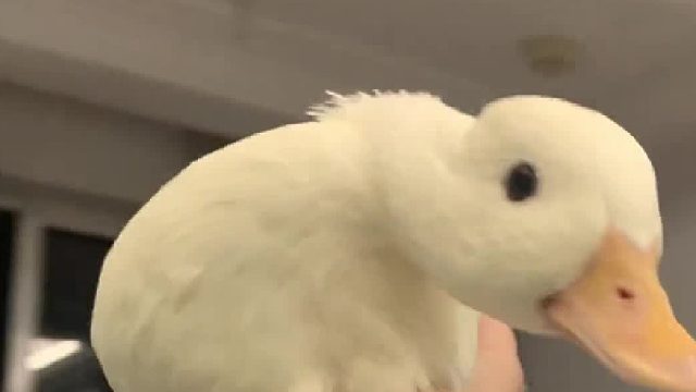 鸭子的哄睡日常