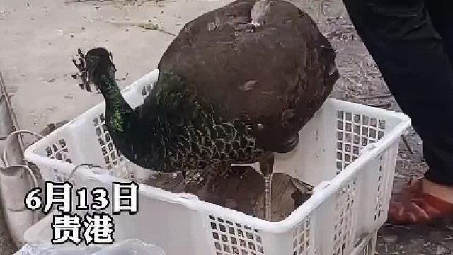 女子买5块钱一只的“孔雀”回家。“怎么听到了鸡叫……我是不是被骗了