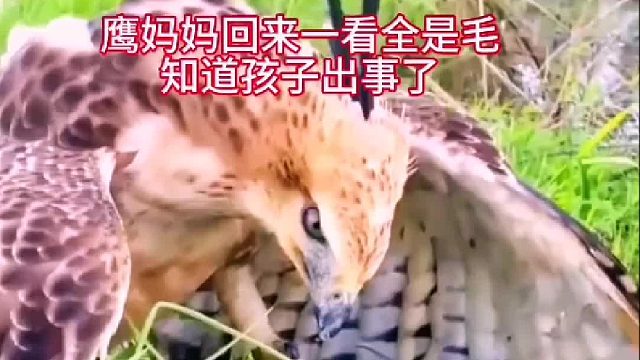 是它吃了别的鸟，谁见过老鹰的窝修在地下。