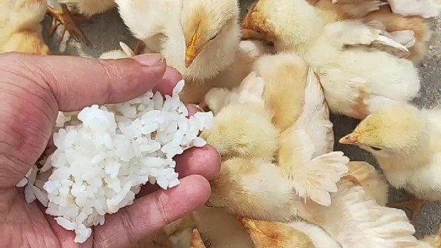 喂毛绒绒的小鸡