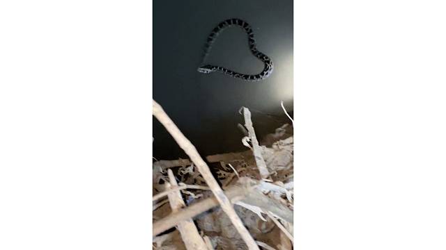 野钓偶遇蟒蛇一条