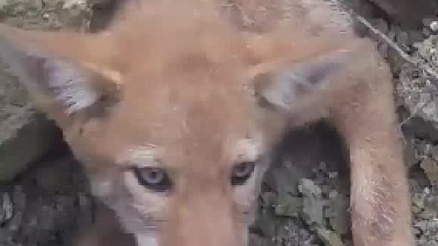 压在废墟下的小狼崽被救出后记住了恩人的样子