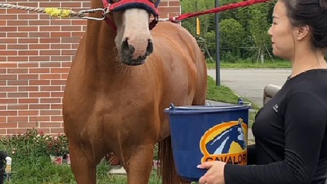 当我给马儿做了一桶冰镇胡萝卜