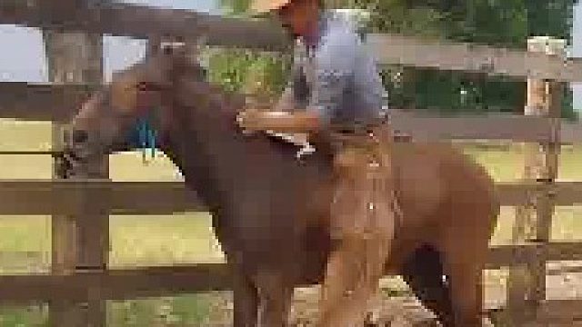 顺毛驴，抹撒抹撒，逐渐安生