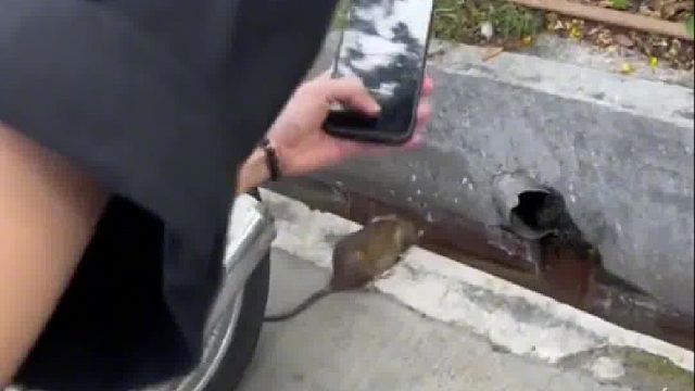 鼠鼠我呀，出趟门家没了～