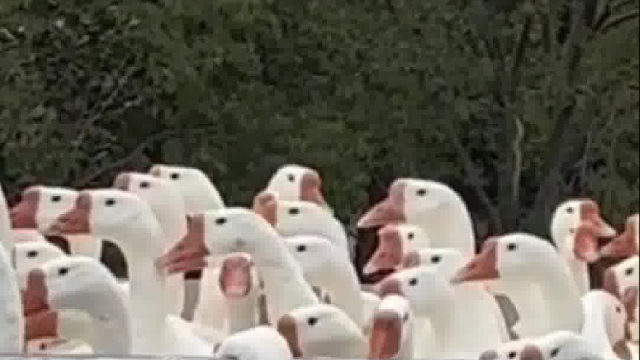 网友：快看呐！有只老鹅晕车了