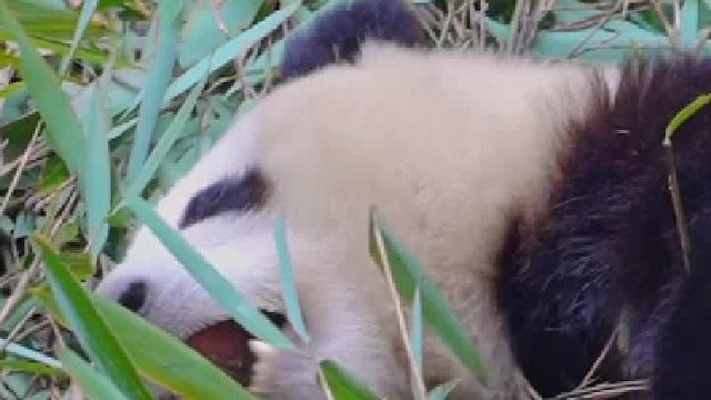 说谁懒呢？我可是最努力营业的小熊啊！