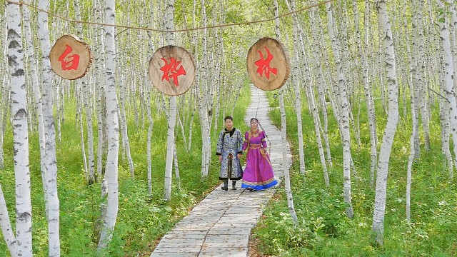 2023年8月10日 拍摄于白桦林