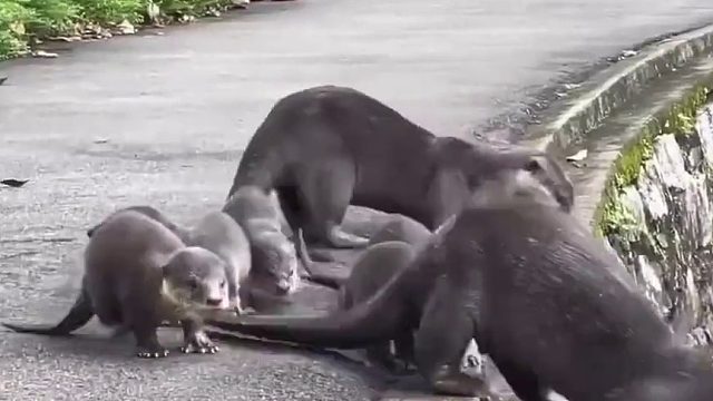 水獭亲自教孩子游泳