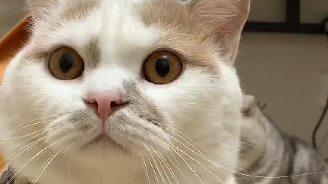 嗓门大的小猫咪晚上就应该小声说话，对吧……？