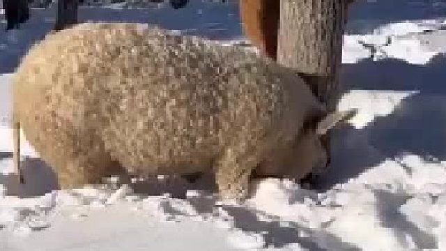 匈牙利的曼加利卡猪，披着羊皮的猪，味道也很鲜美。应该引进来找个风水宝地好好繁育一下