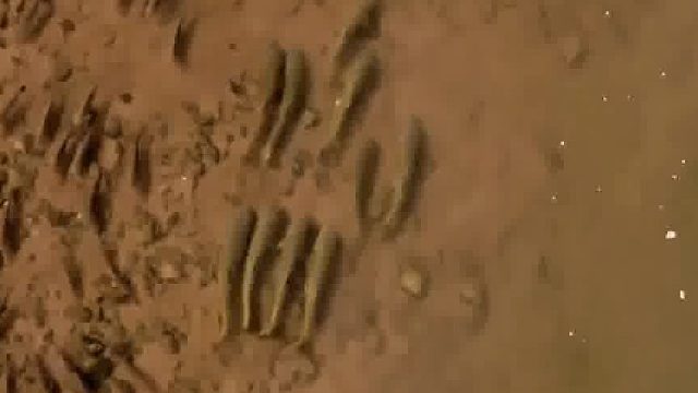 为啥大家都躲着它们，看到最后大嘴一张，不是好人呐