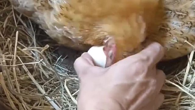 母鸡也知道利益交换原则