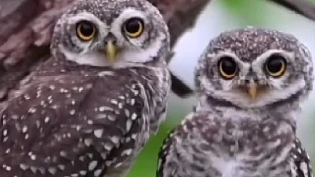 可爱的猫头鹰两口子，主动撒娇亲昵的那只是公是母呢？