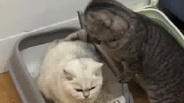猫：没事的老婆，没事的，慢慢来 别哭