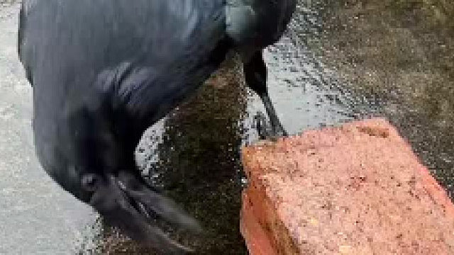 鸟都比你会搬砖……