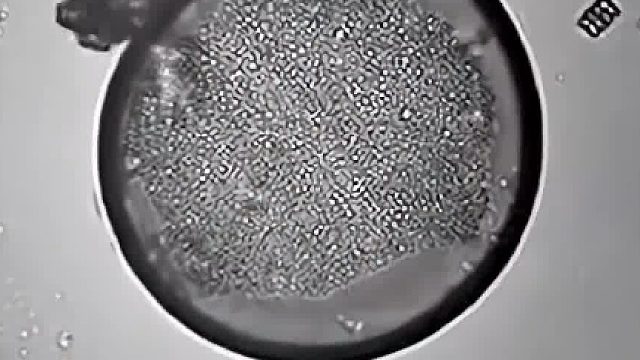 地表最强生物水熊虫打算吃掉这个细胞，但无从下手！