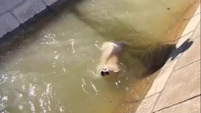 狗子：别拿我当道具行吗？