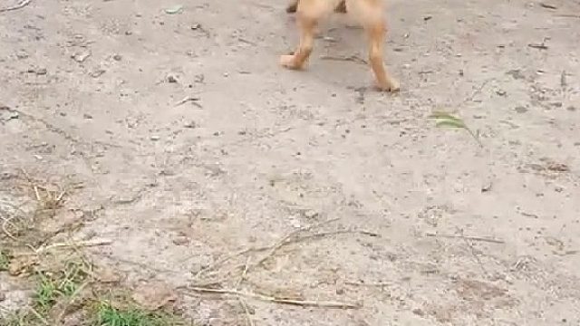 狗子怎么知道要用甩来破解的