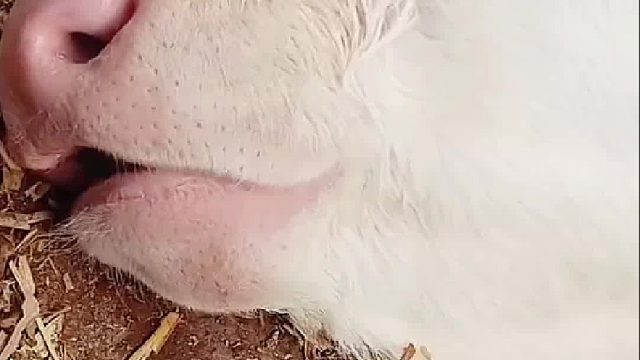 据说牛只有下牙没有上牙是真的假的？