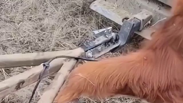 牛牛我呀 这就是社死之牛