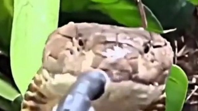 蛇：、你人还怪好的咧~说完噶的一声挂了