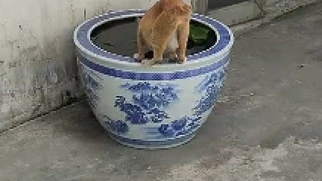 它的第三只眼早就发现你了