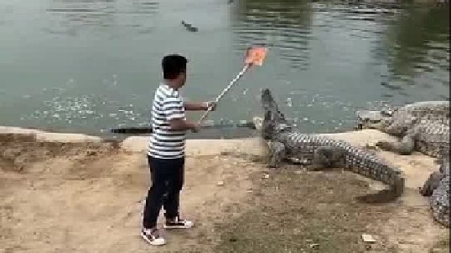 我兄弟养鳄鱼二十多年有经验，所以很安全
