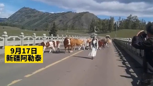 女子和牛合影突然被其顶起，吓得女子直接扑向摄影师怀抱。