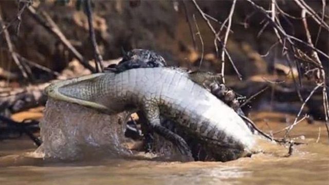 鳄鱼的天敌能有多凶猛？五秒钟就撕咬完毕，它靠什么制服鳄鱼呢？