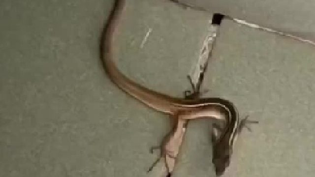 这是啥？画蛇添足