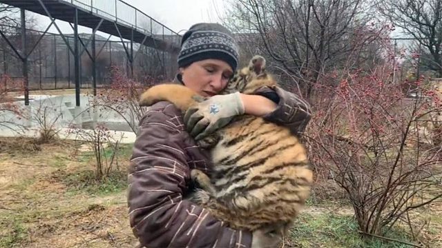 小老虎被卡在树杈内，饲养员前来将其救出后，便蜷缩在饲养员怀里