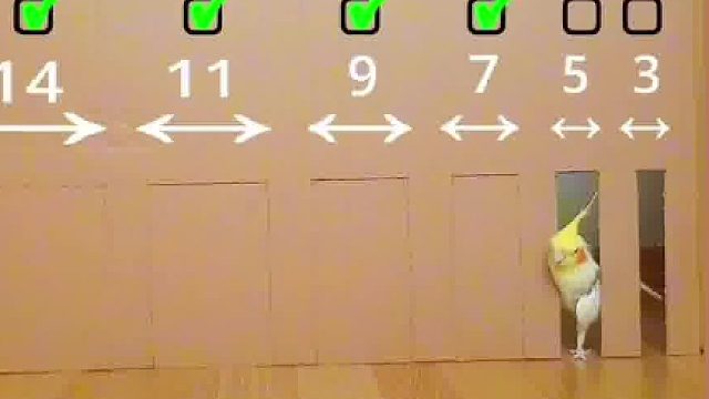 最后才想起来自己会飞…